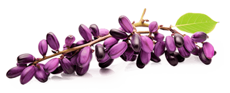 Ingriedients Whispeara